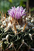 STENOCACTUS SP.