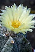 ASTROPHYTUM ORNATUM