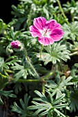 GERANIUM ELKE