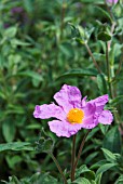 CISTUS CRETICUS