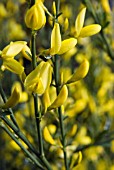 CYTISUS X PRAECOX ALL GOLD