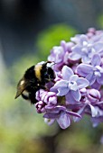 BEE ON SYRINGA