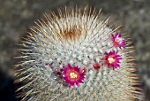 MAMMILLARIA ELEGANS