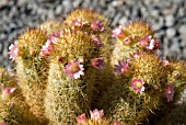 MAMMILLARIA ELONGATA