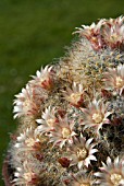 MAMMILLARIA BOCASANA