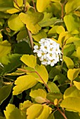 SPIREA GOLD FOUNTAIN