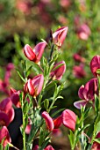 CYTISUS HOLLANDIA