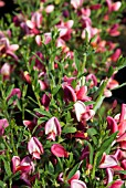 CYTISUS HOLLANDIA
