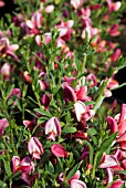 CYTISUS HOLLANDIA