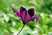 CLEMATIS HONORA