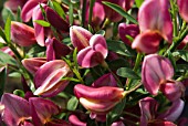 CYTISUS HOLLANDIA