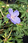 GERANIUM JOHNSONS BLUE