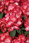 RHODODENDRON HALF DAN LEM