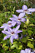 CLEMATIS LADY LONDESBOROUGH