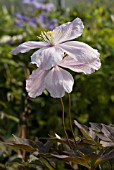 CLEMATIS MONTANA GIANT STAR