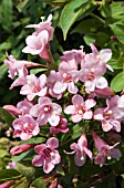 WEIGELA PINK POPPET PLANGEN