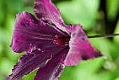 CLEMATIS HONORA