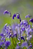 HYACINTHOIDES NON-SCRIPTA (BLUEBELL)