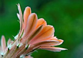 ECHINOCEREUS SP.