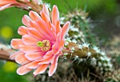 ECHINOCEREUS SP.