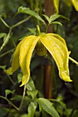 CLEMATIS TANGUTICA HELIOS