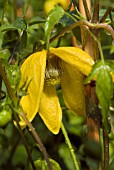 CLEMATIS TANGUTICA HELIOS