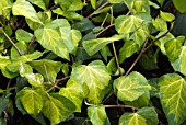 HEDERA COLCHICA SULPHUR HEART