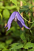 CLEMATIS ALPINA HELSINGBORG