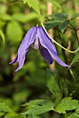 CLEMATIS ALPINA HELSINGBORG