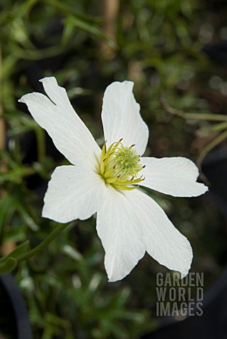 CLEMATIS_EARLY_SENSATION