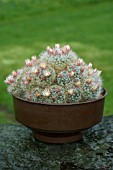 MAMMILLARIA BOCASANA