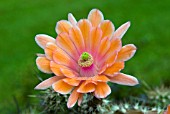 ECHINOCEREUS SP.