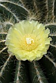 PARODIA MAGNIFICA