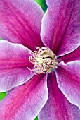 CLEMATIS BARBARA JACKMAN