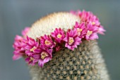 MAMMILLARIA SPINOSISSIMA SUBSP. PILCAYENSIS