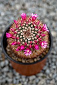 MAMMILLARIA CIUDAD GRANDE