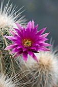 ECHINOCEREUS RAYONENSIS