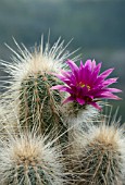 ECHINOCEREUS RAYONENSIS