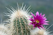 ECHINOCEREUS RAYONENSIS