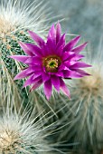 ECHINOCEREUS RAYONENSIS