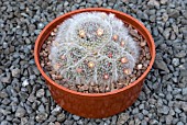 MAMMILLARIA BOCASANA