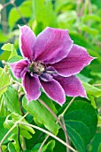 CLEMATIS BARBARA JACKMAN