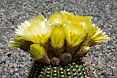 NOTOCACTUS TABULARIS