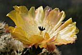 OPUNTIA LONGISPINA VAR BREVISPINA