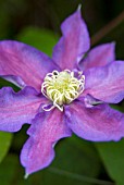 CLEMATIS HIGHLAND MIST