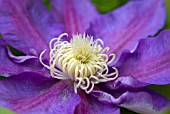 CLEMATIS HIGHLAND MIST