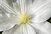 CLEMATIS SYLVIA DENNY