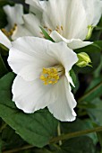 PHILADELPHUS BELLE ETOILE