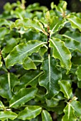 PITTOSPORUM TENUIFOLIUM GOLDEN KING