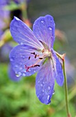 GERANIUM IBERICUM JOHNSONS BLUE